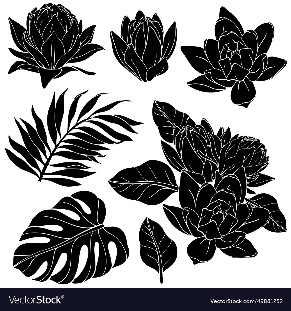 Set of lily flowers with monstera and palm leaves Vector Image