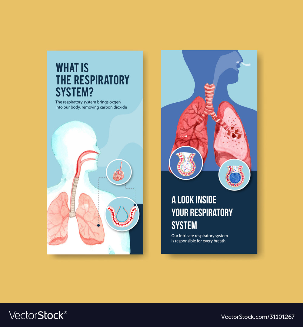 Respiratory flyer design with human anatomy Vector Image