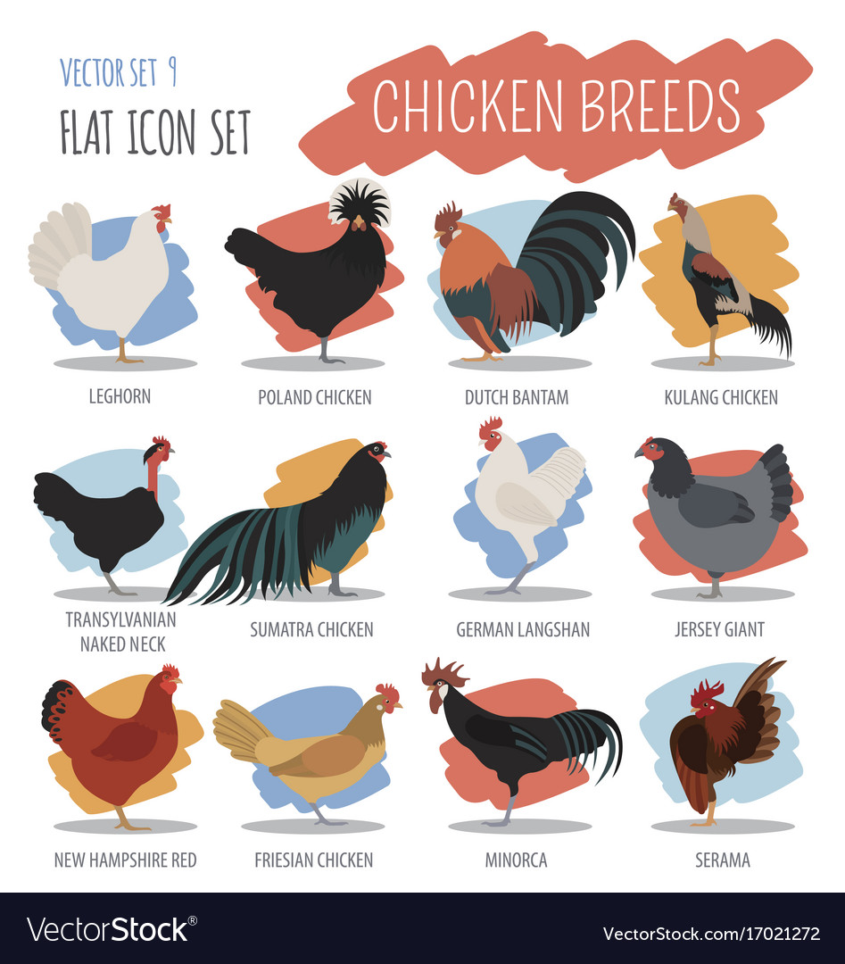 Poultry farming chicken breeds icon set flat Vector Image