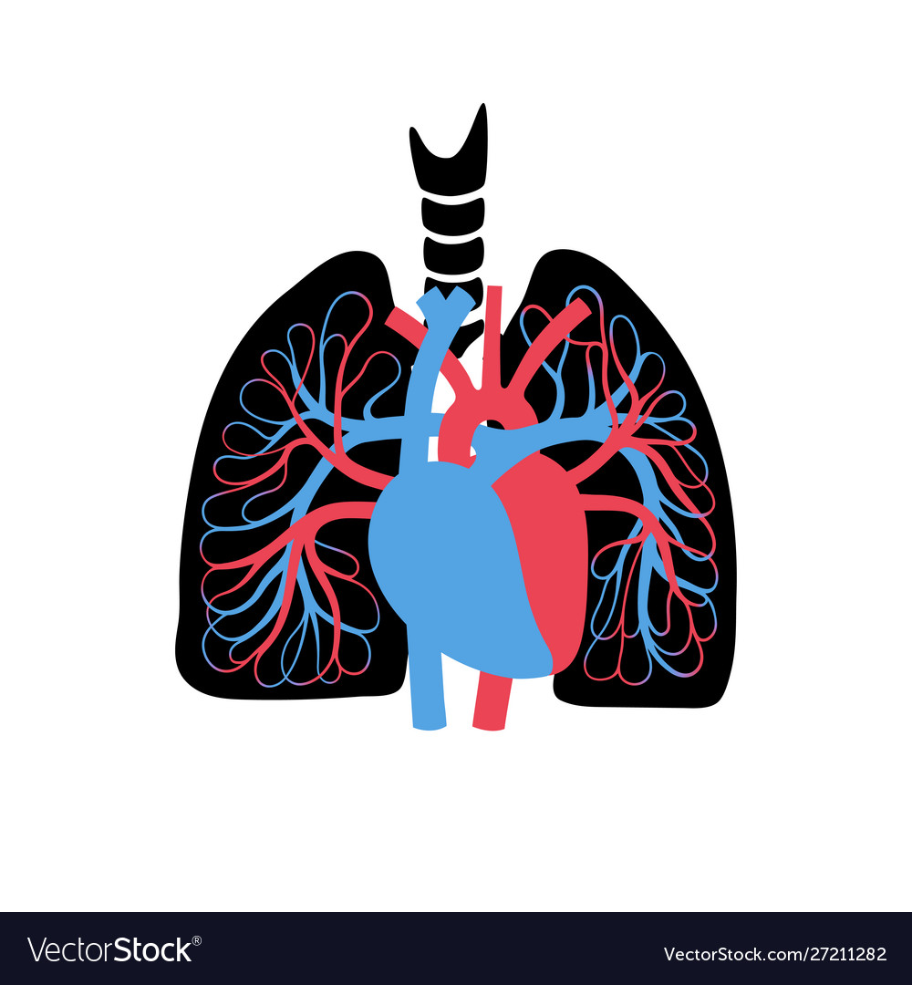 Circulatory System Anatomy Royalty Free Vector Image Circulatory System Anatomy Royalty Free Vector Image