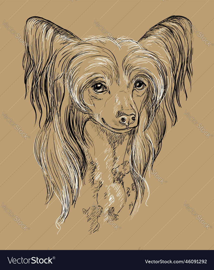 Chinese crested dog close up hand drawing dog Vector Image