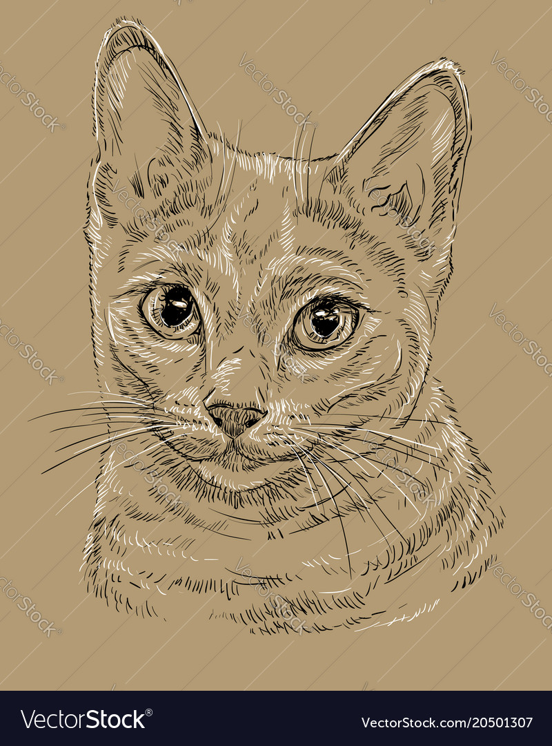 Russian Blue Cat On Brown Background Royalty Free Vector
