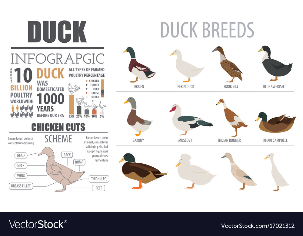 Poultry farming infographic template duck Vector Image