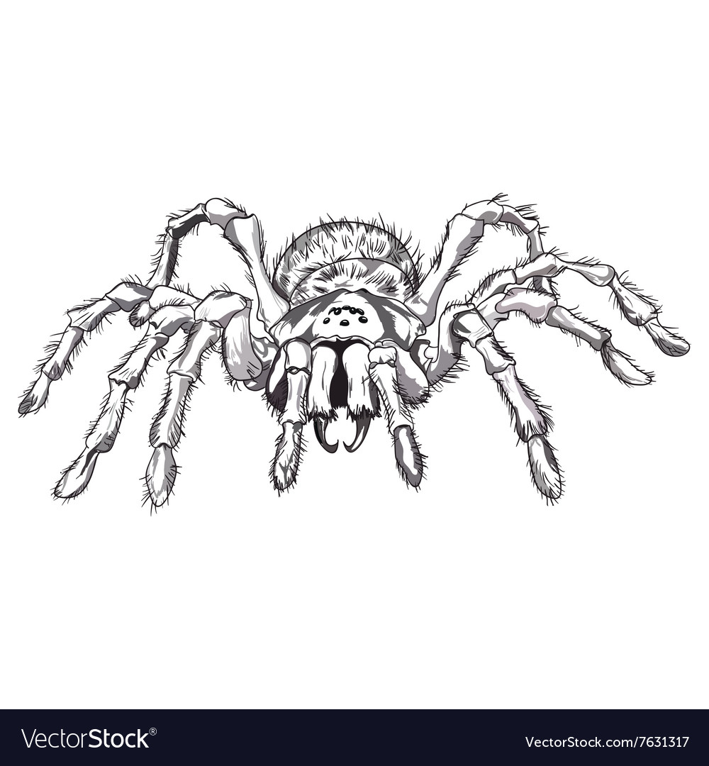 Black spider animal