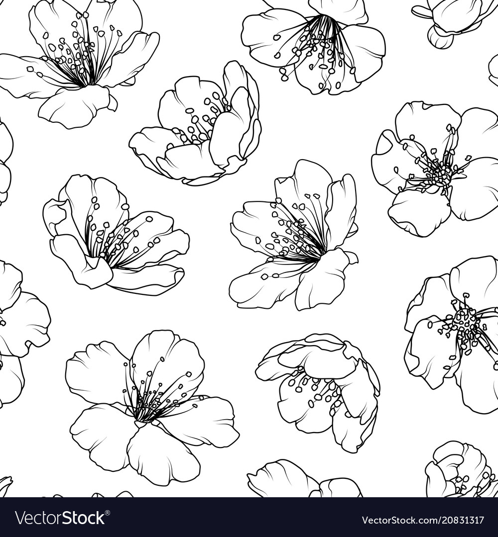 cherry sakura blossom floral seamless pattern vector image