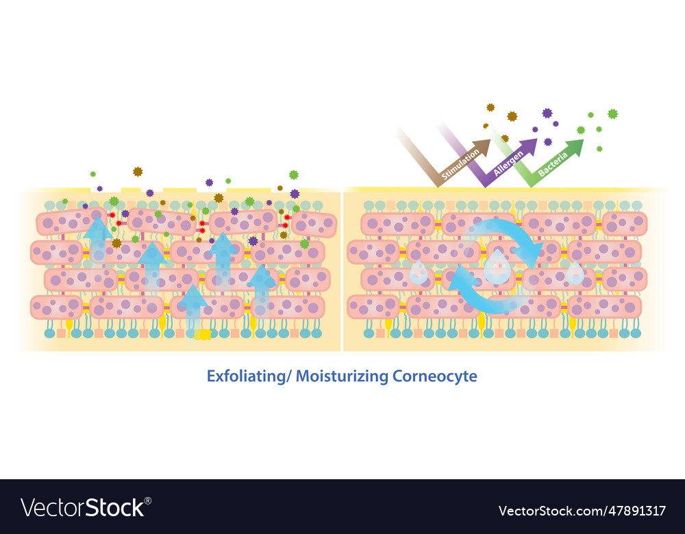 Comparison of exfoliating and moisturizing skin Vector Image