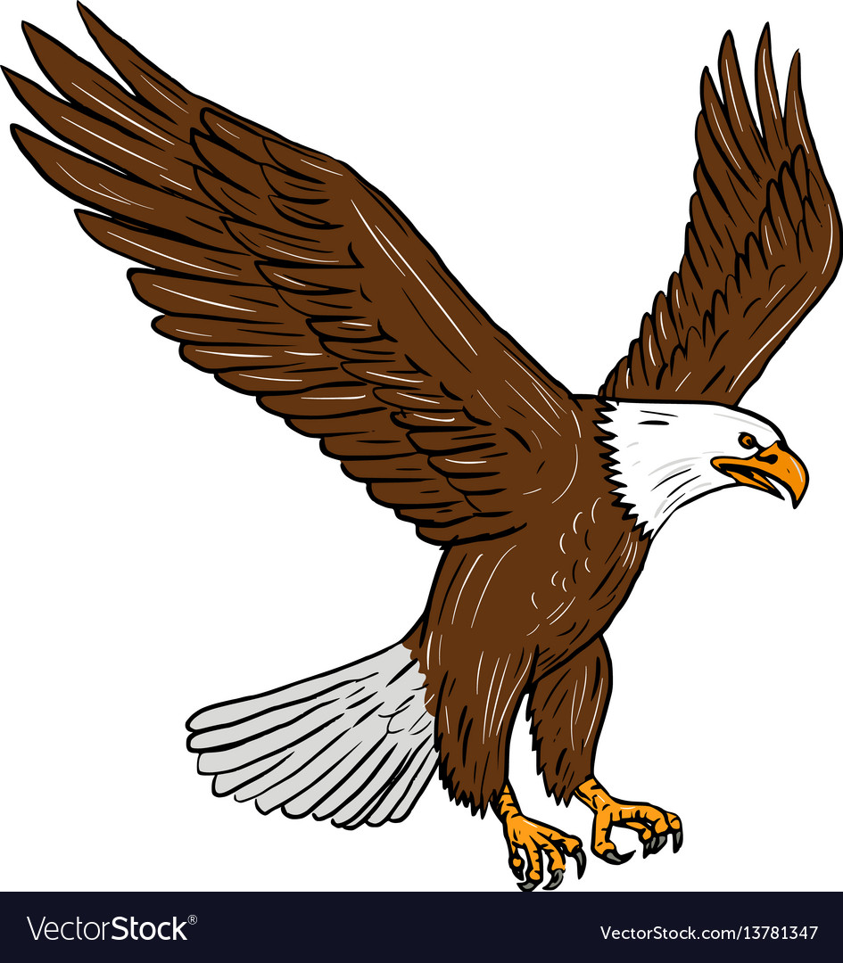 bald eagle illustration free download