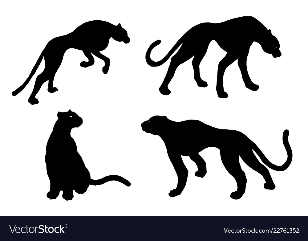 Drawn jaguar leopard wild cat panther Royalty Free Vector