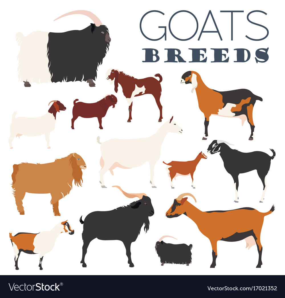 Goat breeds icon set animal farming flat design Vector Image