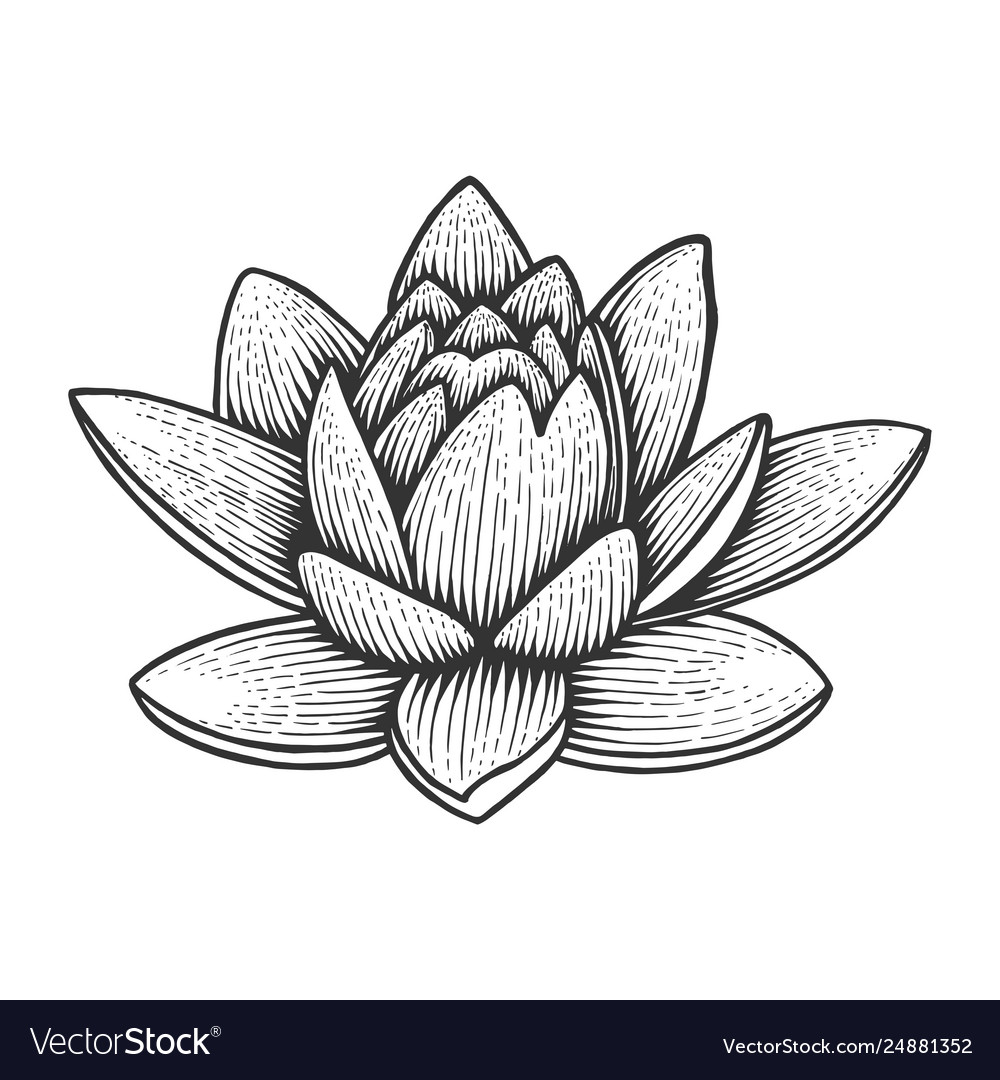 water lily outline