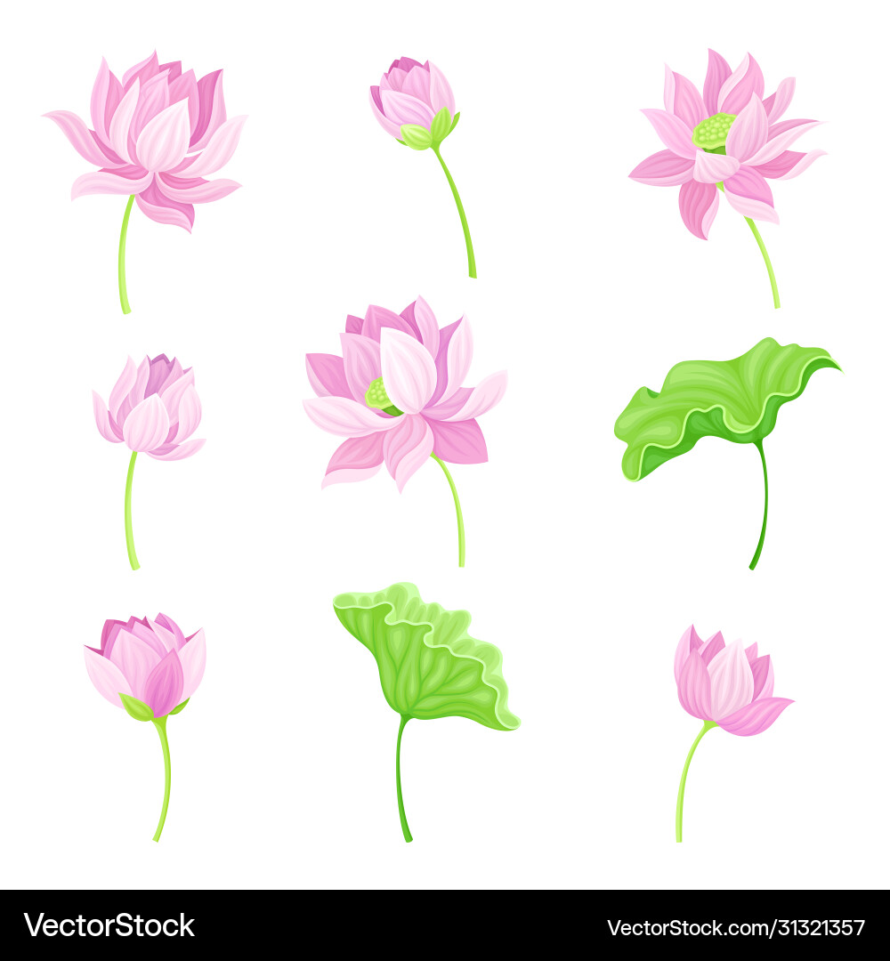 Open Tender Lotus Flower Bud On Leaf Stalk Vector Image