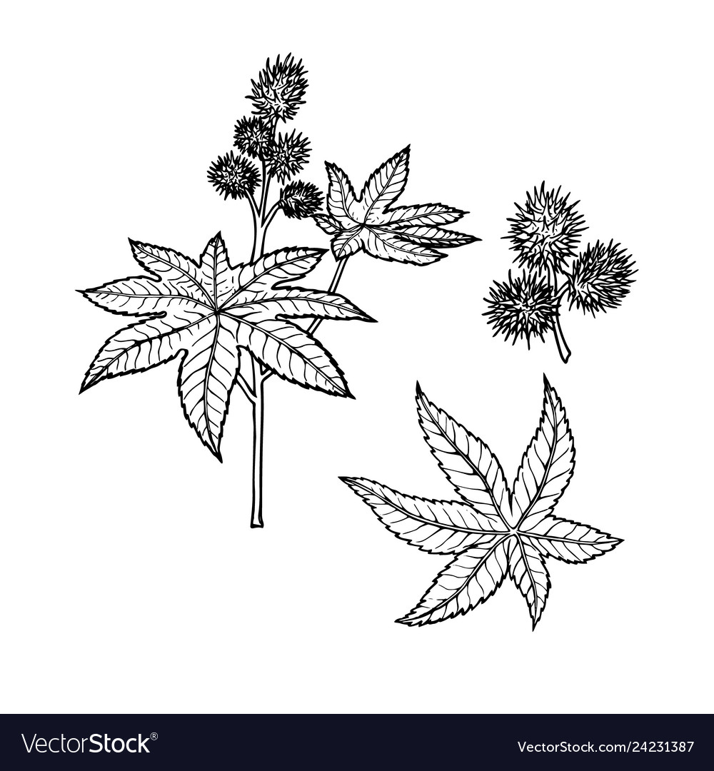 Linear set castor line drawing Royalty Free Vector Image