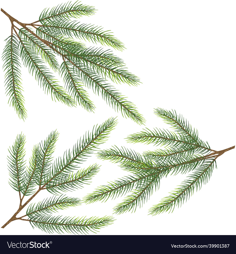 Spruce branch art eps10 Royalty Free Vector Image