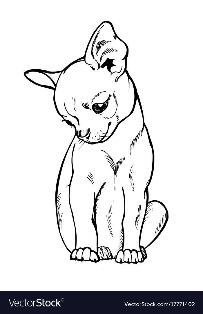 23+ Cartoon Cute Chihuahua Drawing