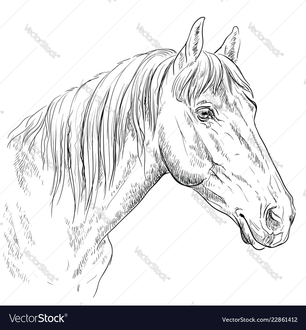 Horse portrait-17 Royalty Free Vector Image - VectorStock