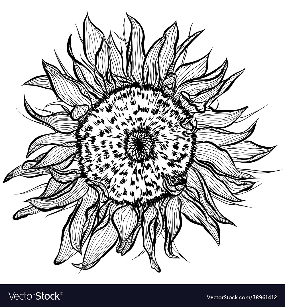 Sunflowers in line art style Royalty Free Vector Image