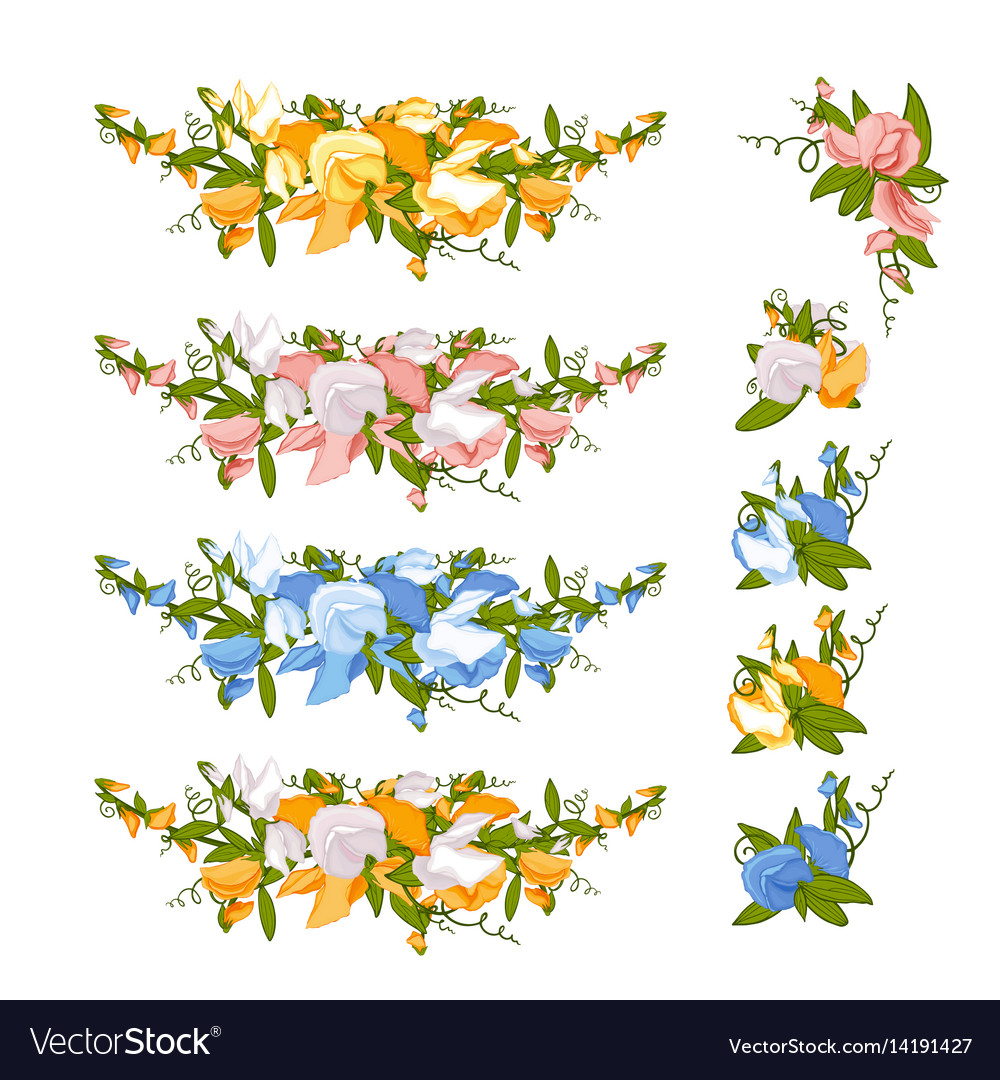 Sweet pea Royalty Free Vector Image - VectorStock