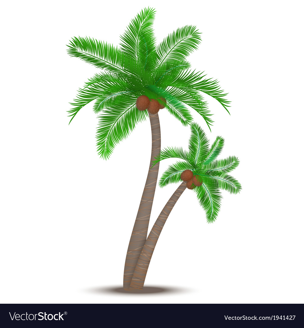 tropical-palm-tree-with-coconuts-royalty-free-vector-image