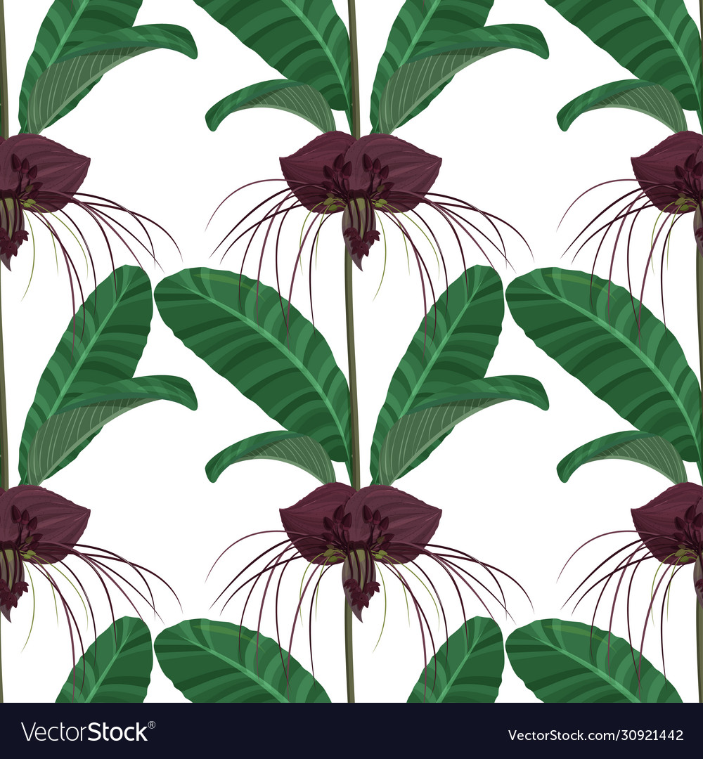 Dark purple tacca flowers background tropical