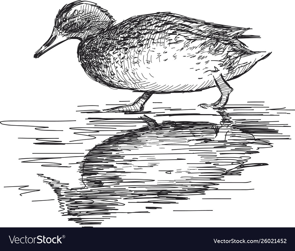 Walking wild duck