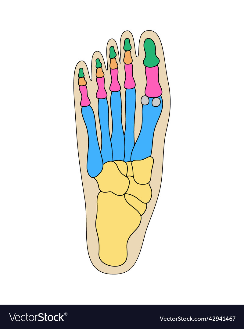 Human foot bones anatomy colored parts Royalty Free Vector