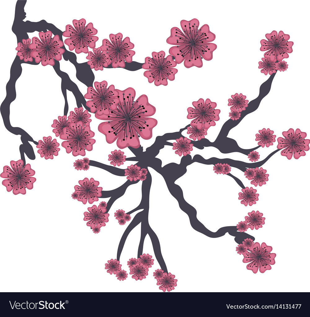 Branch Of Pink Anese Cherry Tree On White Vector Image