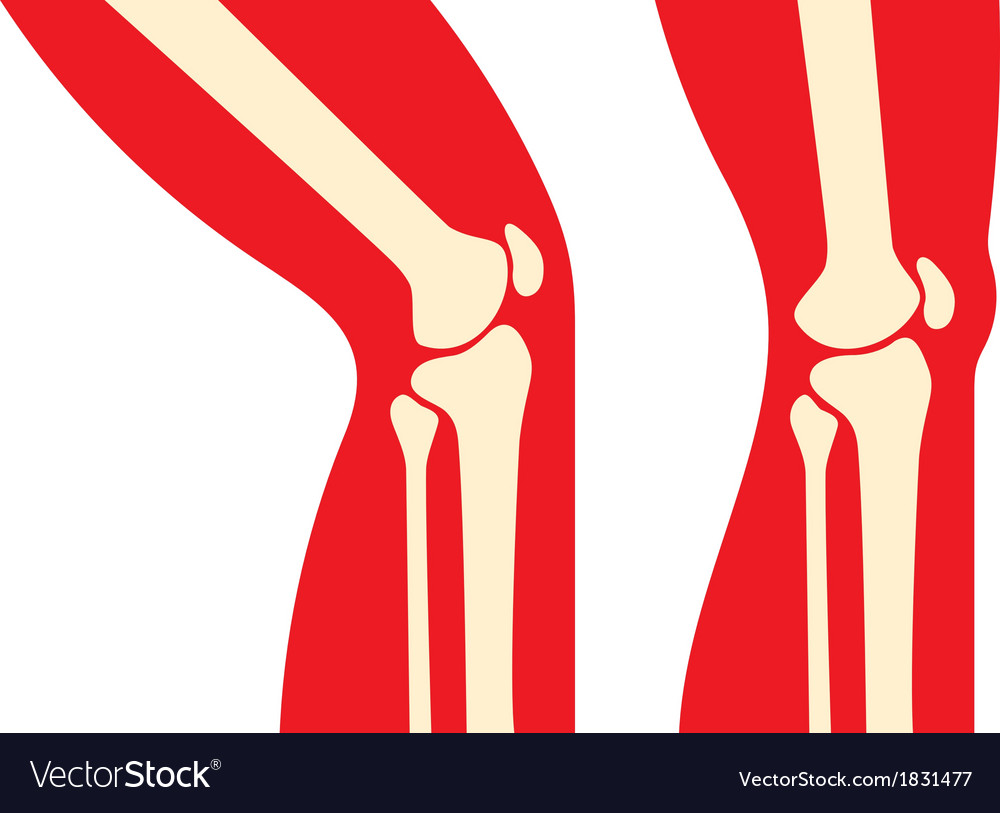 Knee anatomy Royalty Free Vector Image - VectorStock