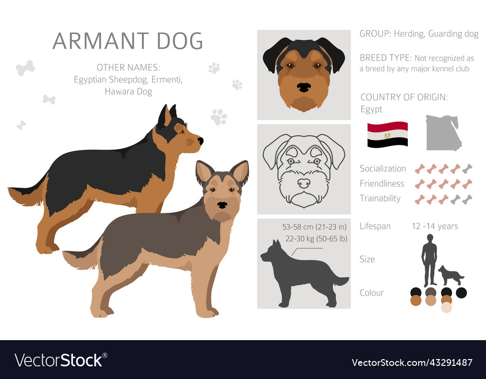 Armant dog clipart different poses coat colors set