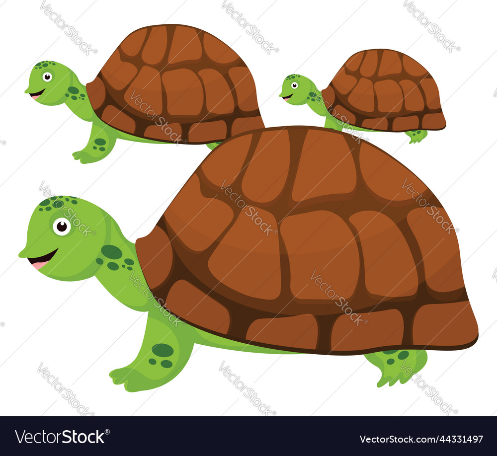 Tortoise animal on a white background Royalty Free Vector