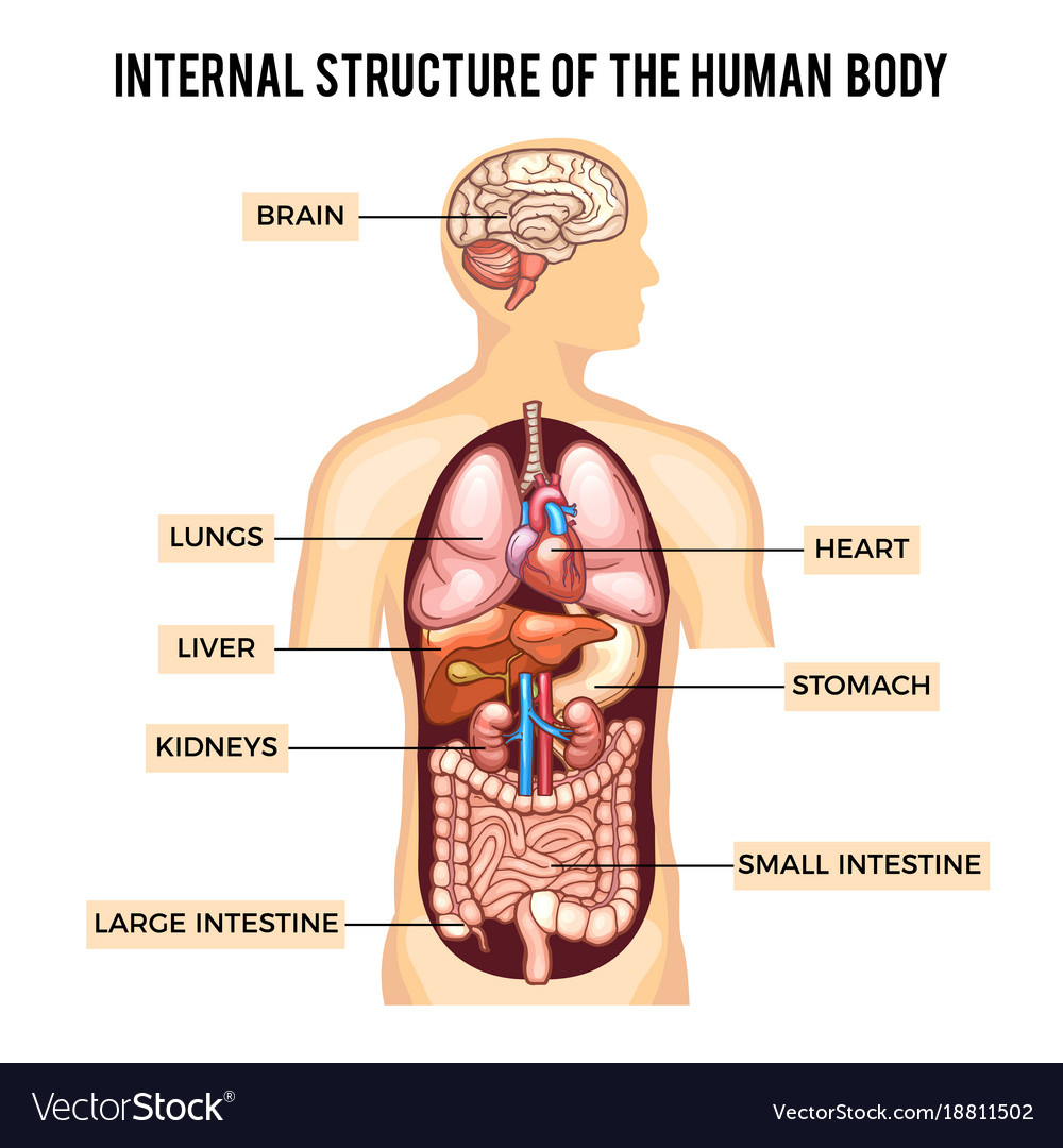 Human Body And Organs Systems Infographic Vector Image   Human Body And Organs Systems Infographic Vector 18811502 