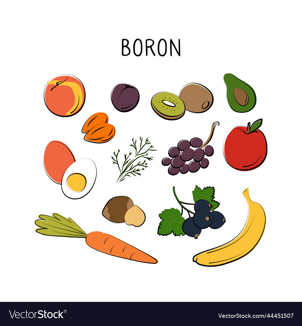 Boron-containing food groups of healthy products Vector Image