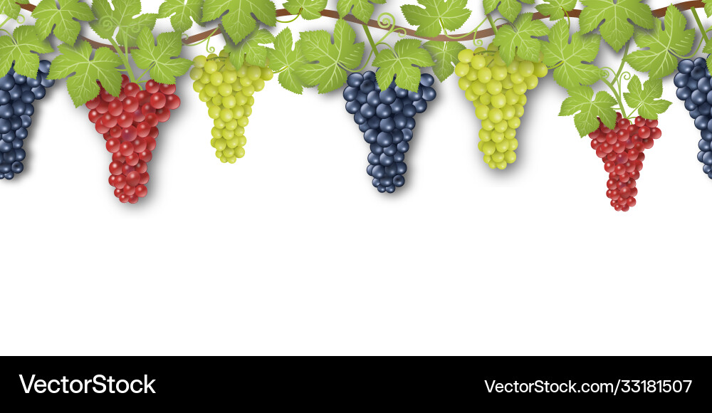 Seamless banner with grapes and leaves Royalty Free Vector