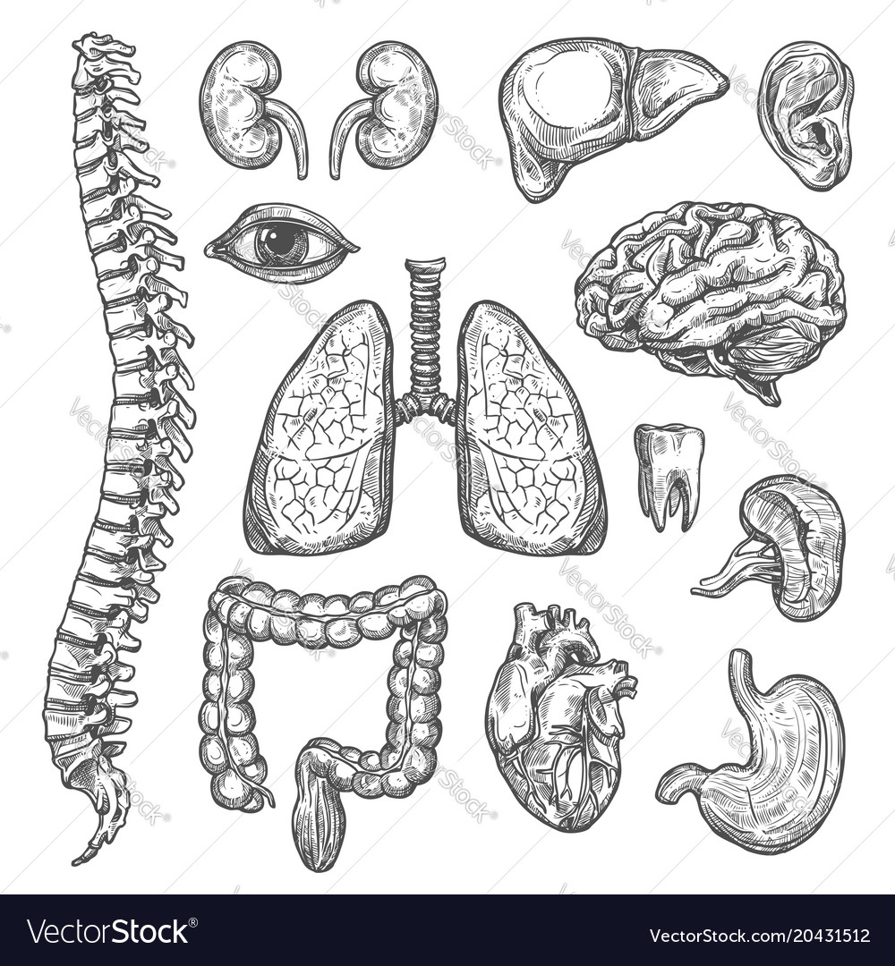 Human organs sketch body anatomy icons Royalty Free Vector