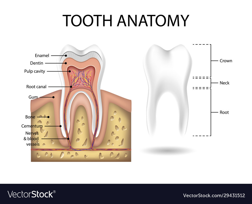 Human Tooth Anatomy Template Realistic White Vector Image