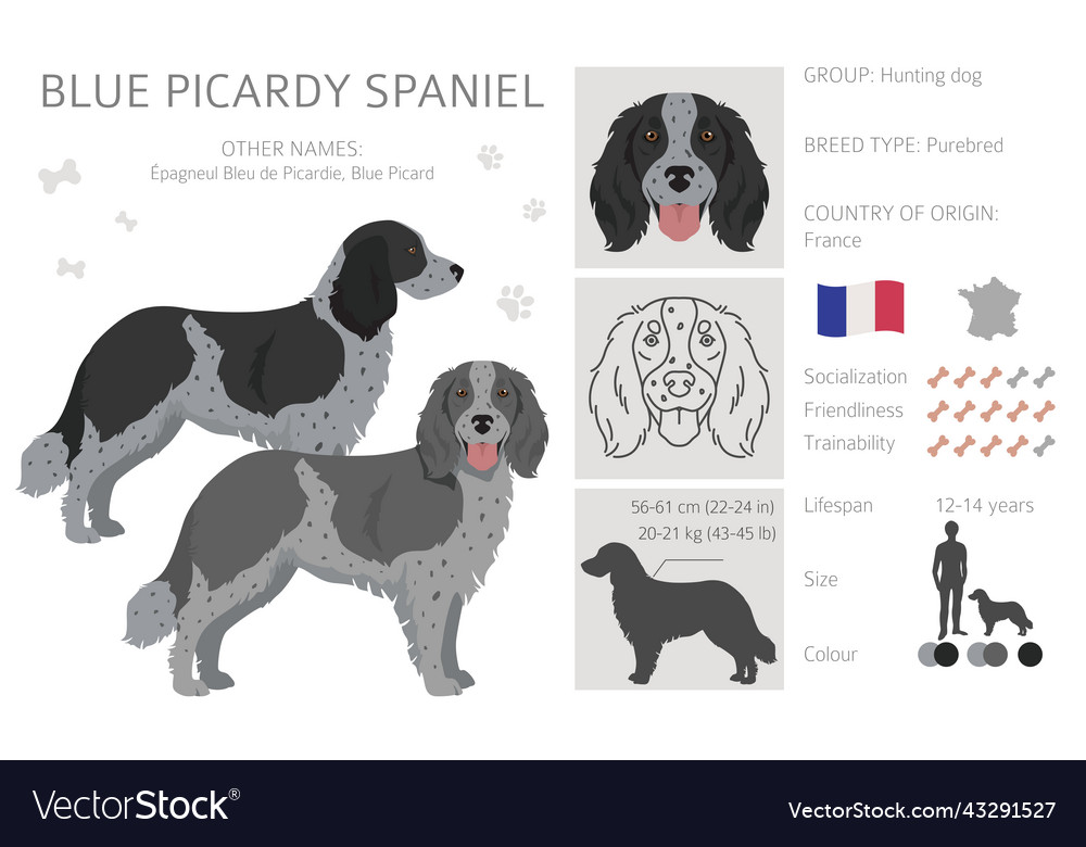 are blue picardy spaniels good with other dogs