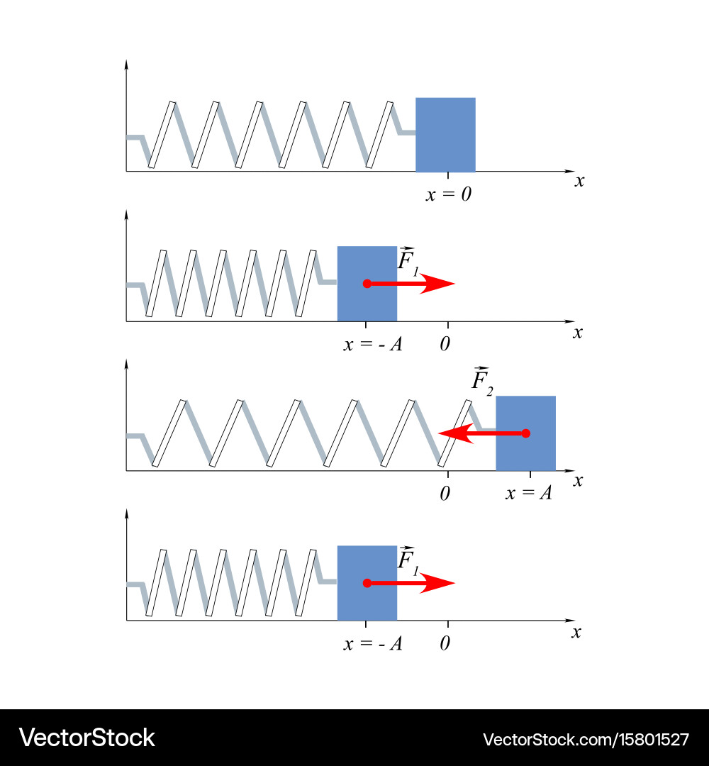 Hookes law law elasticity for relatively Vector Image