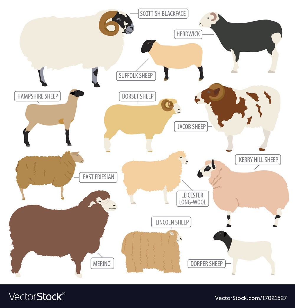 Sheep breed icon set farm animal flat design Vector Image