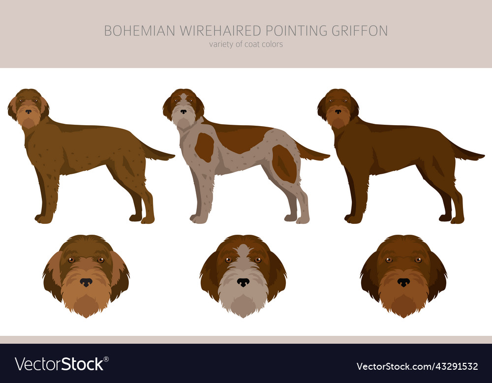 Bohemian wirehaired pointing store griffon