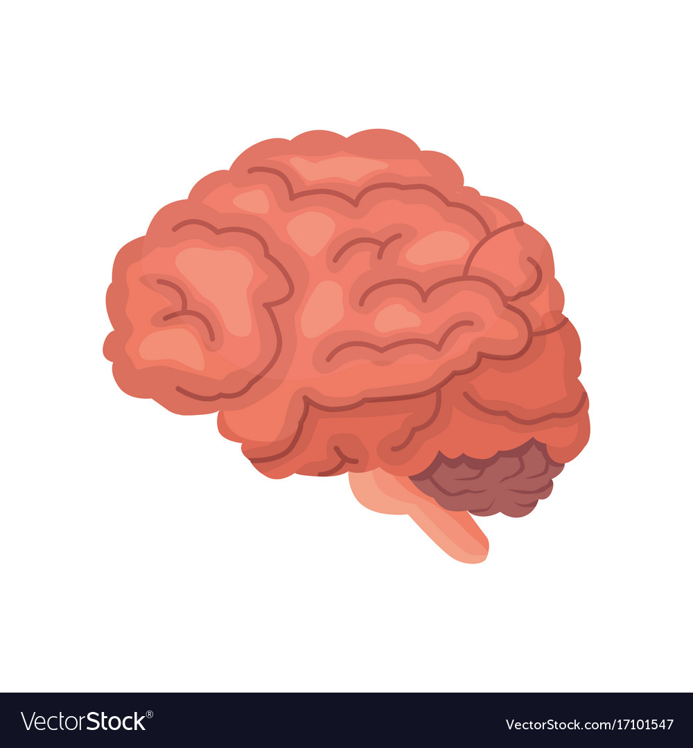 Human brain anatomy cartoon icon isolated Vector Image