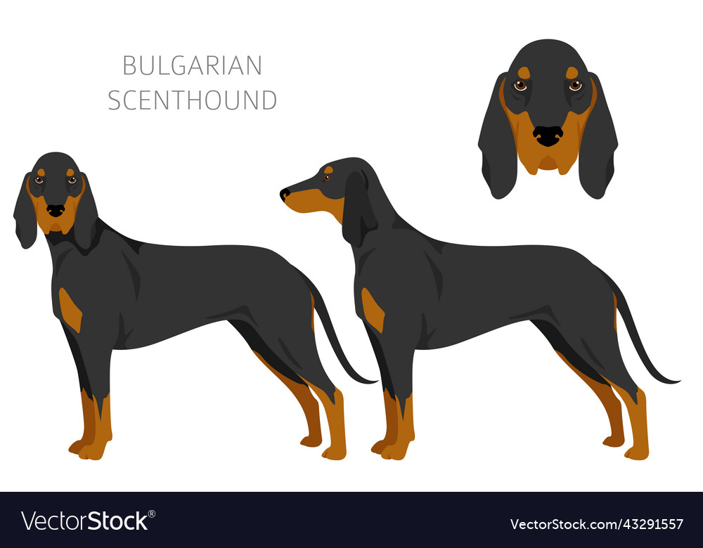 Bulgarian scenthound clipart different coat Vector Image