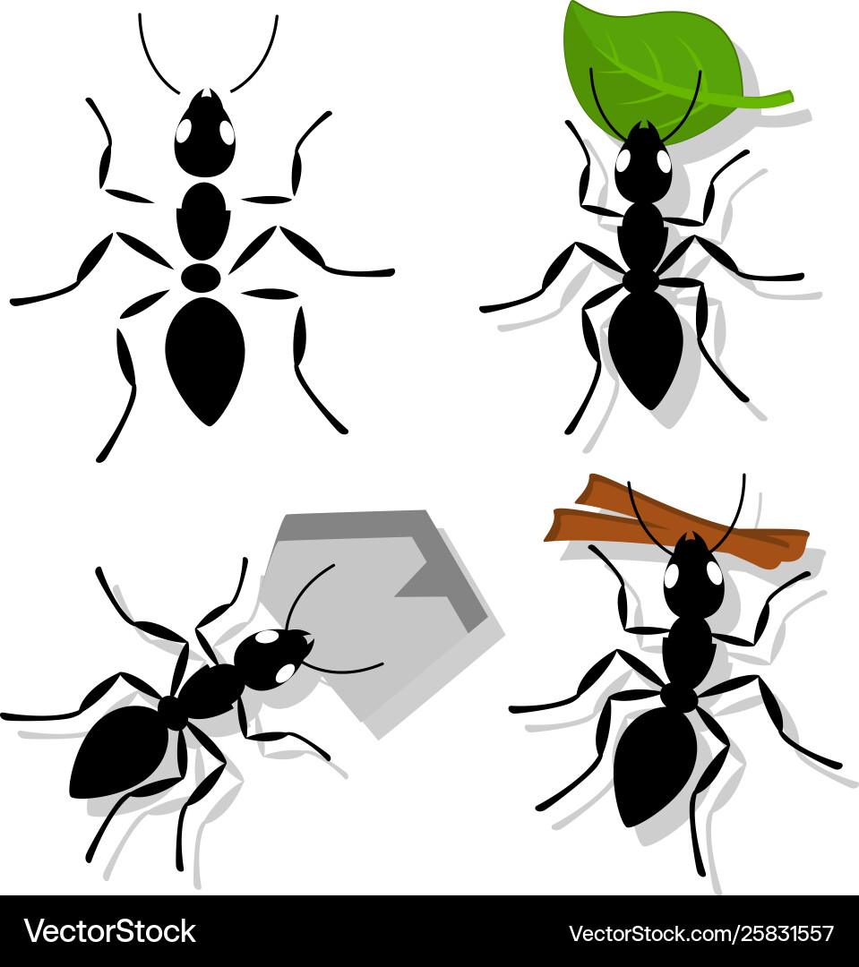 Set ant with separate parts leaf branch Royalty Free Vector