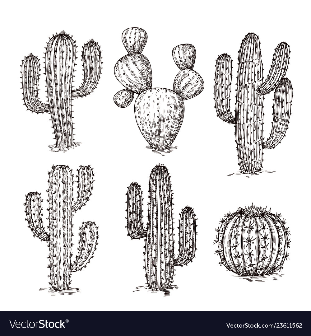 Green cactus, Cactaceae Saguaro Drawing, Arizona Cowboy s, hand