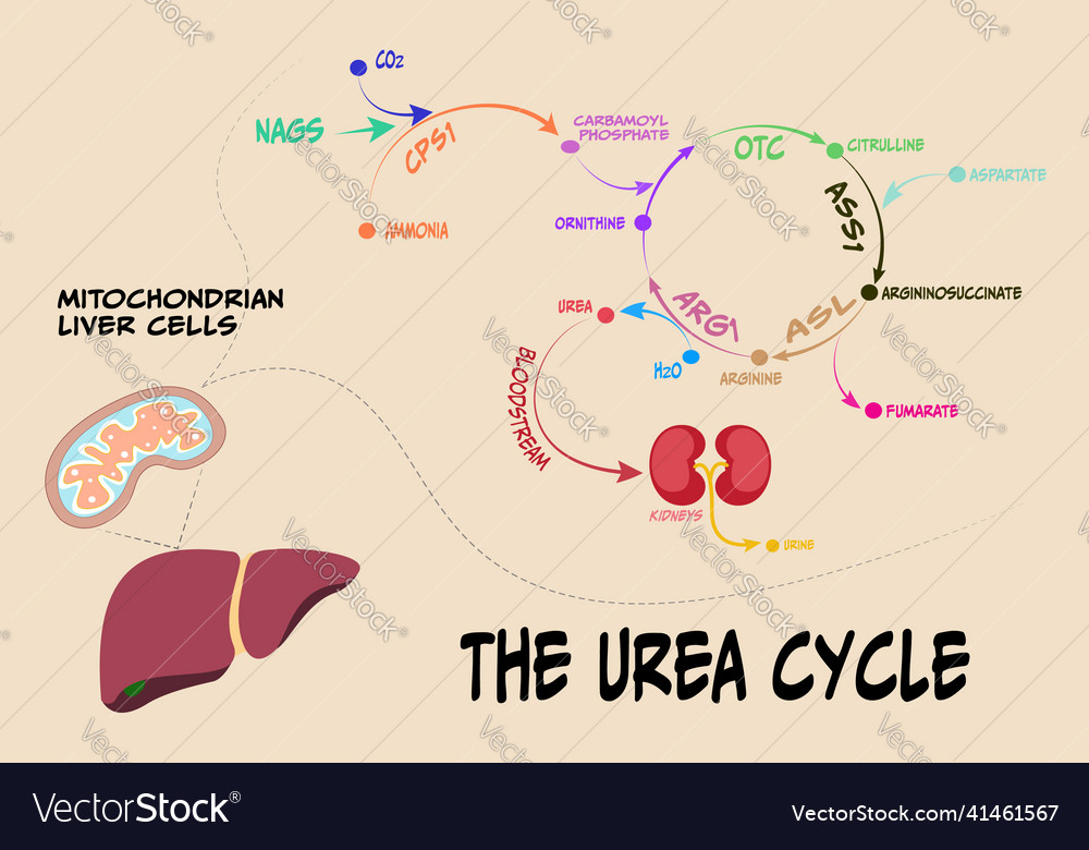 Urea cycle Royalty Free Vector Image VectorStock