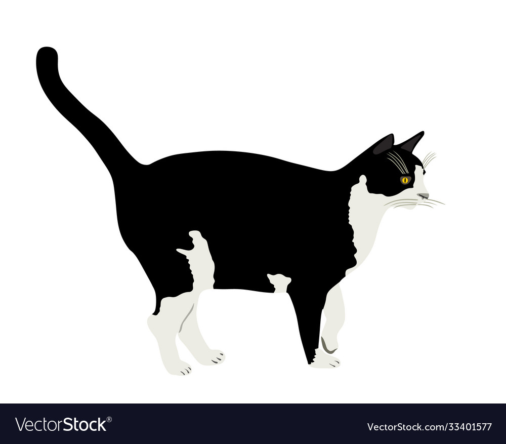 Black and white cat isolated on white Royalty Free Vector