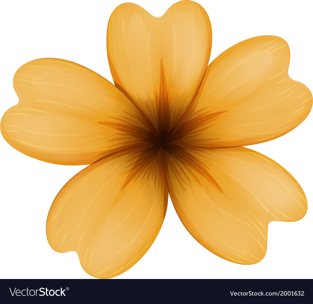 A five-petal orange flower