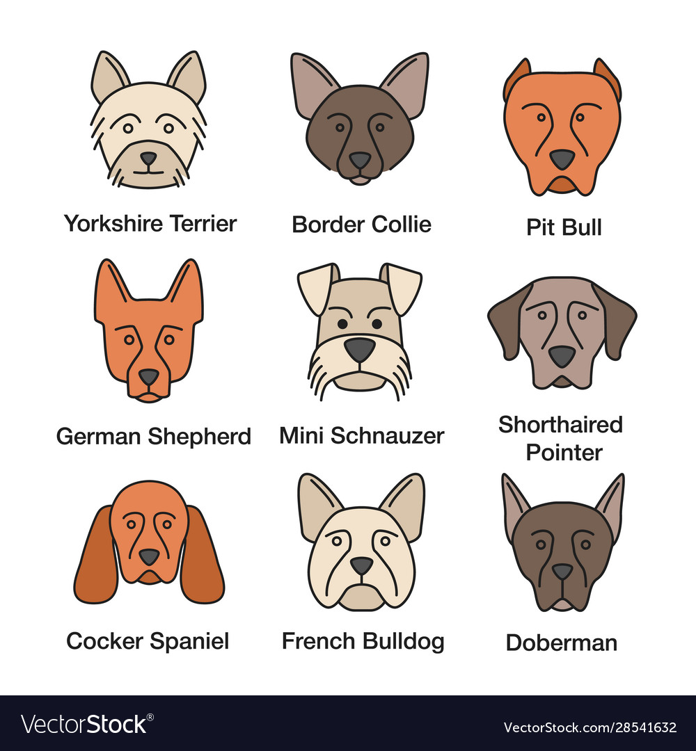 Dogs breeds color icons set vector image Dogs breeds color icons set