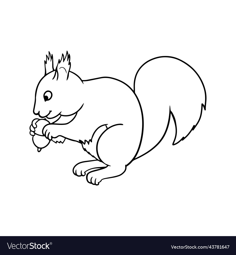 Fluffy squirrel sitting and gnawing a nut Vector Image Fluffy squirrel sitting and gnawing a nut Vector Image