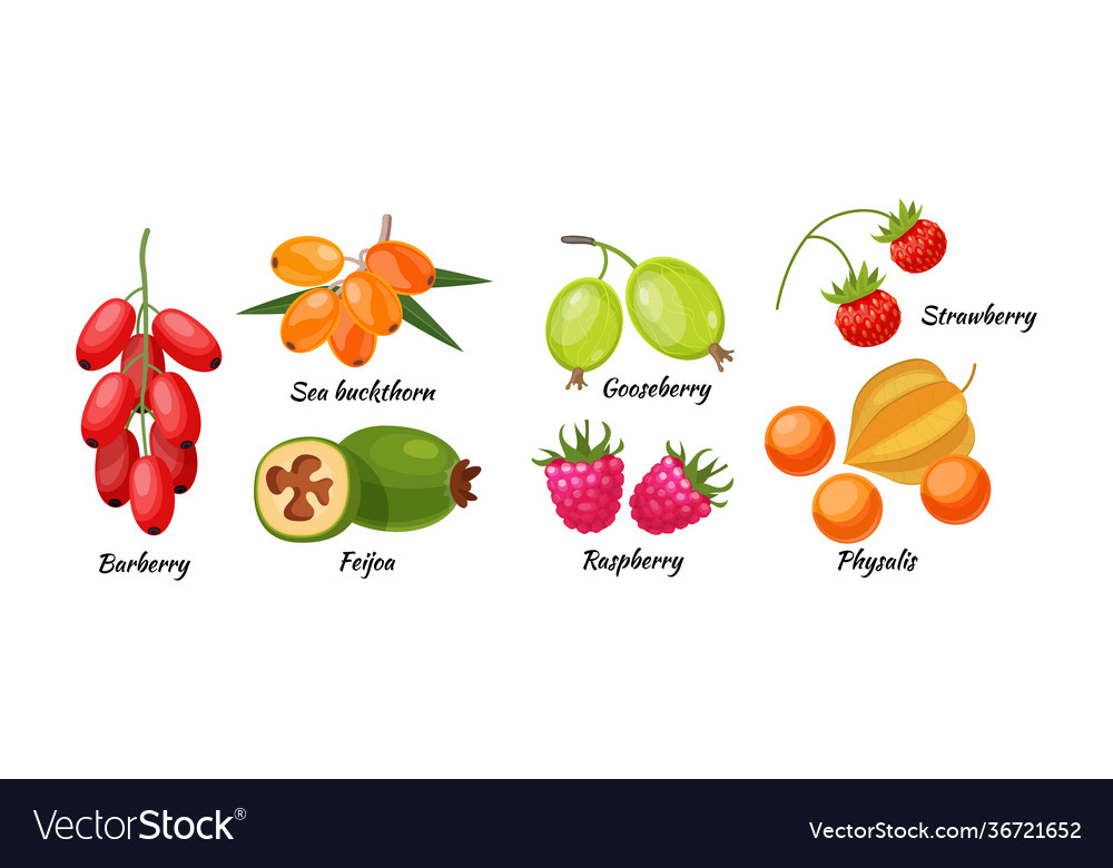 Berry Fruit Examples