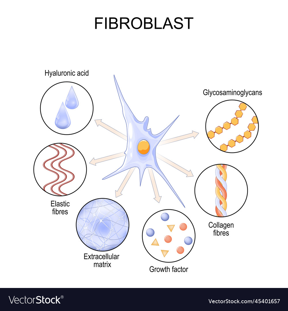 Fibroblast Cell Structure And Function Royalty Free Vector
