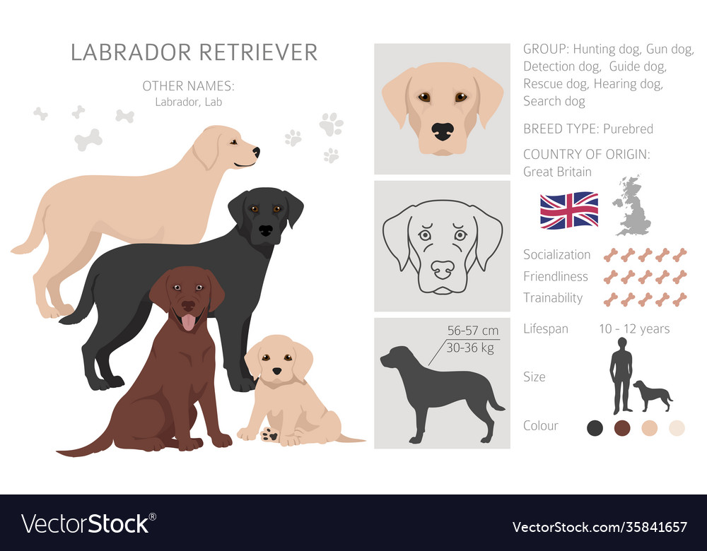 Different types best sale of lab dogs